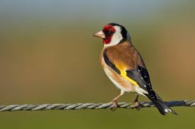 European Goldfinch