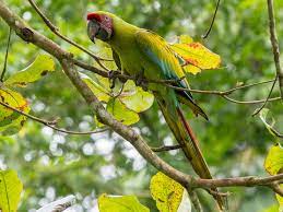 Great Green Macaw