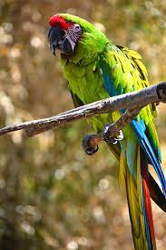 Buffon's macaw