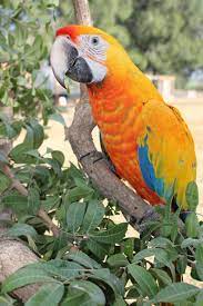 Camelot Macaw