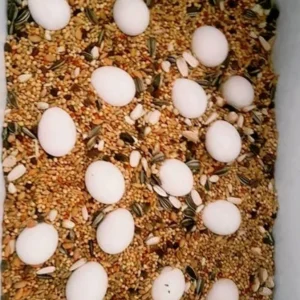 Mutation Scarlet Macaws Parrot Eggs For Sale