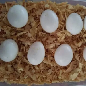 Parakeet Parrot Eggs For Sale