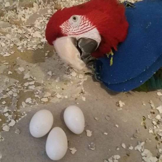 Scarlets Macaw Parrot Eggs For Sale - PARROTS FARM