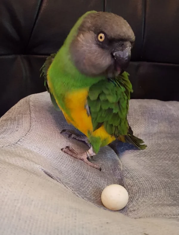 Senegal Poicephalus Parrot Eggs For Sale