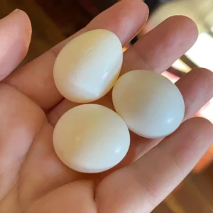 Rainbow Lorikeet Parrots Egg For Sale