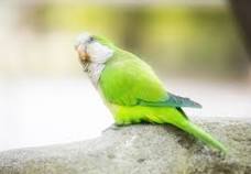 Quacker parrot for sale