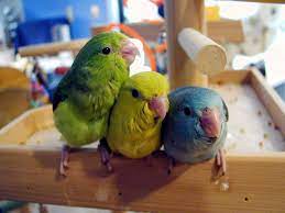 Parrotlets for sale