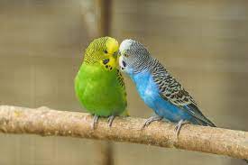 parakeet for sale